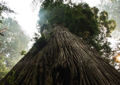 Smoking Redwood Tree