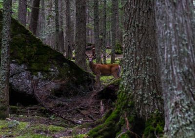 Lone Deer In The Woods