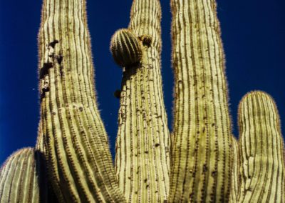 Hasselblad, Phoenix Cactus Looking Up