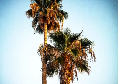 Hasselblad, Phoenix Palm Trees